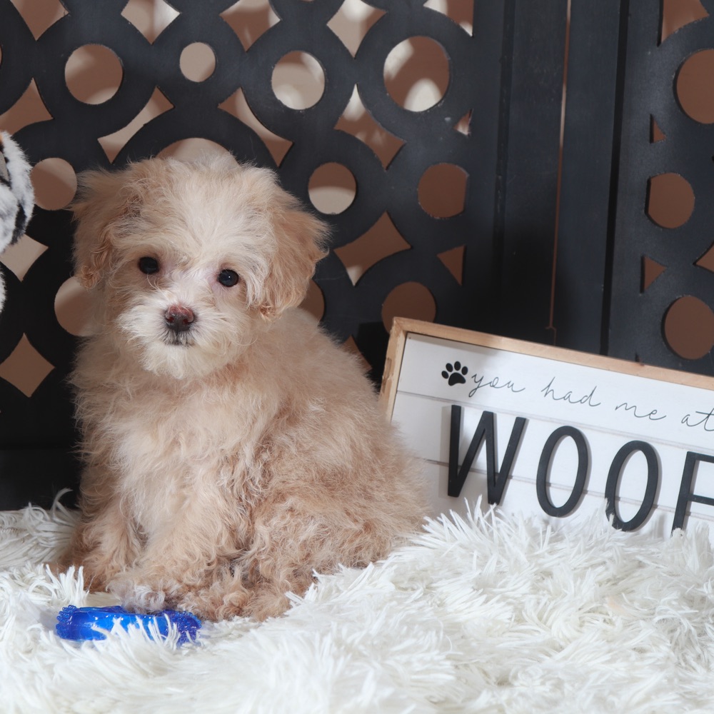 Koda-Adorable male Maltipoo Puppy - Image 5