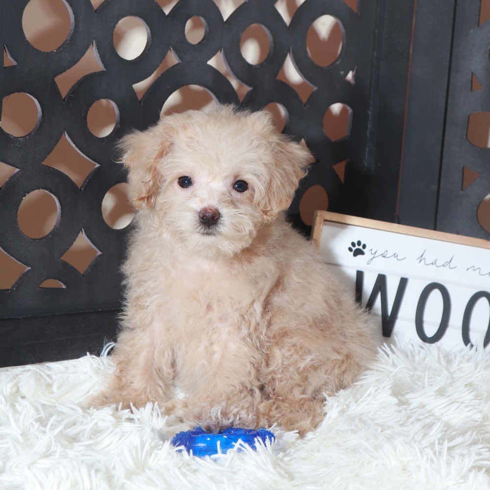 Koda-Adorable male Maltipoo Puppy