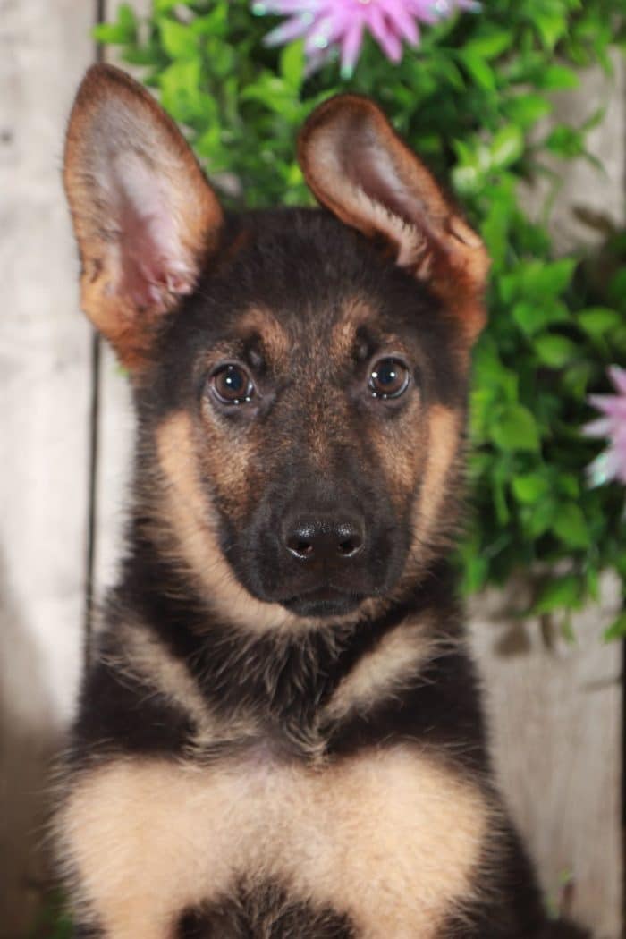 Kole - Coolest AKC German Shepherd - Image 4