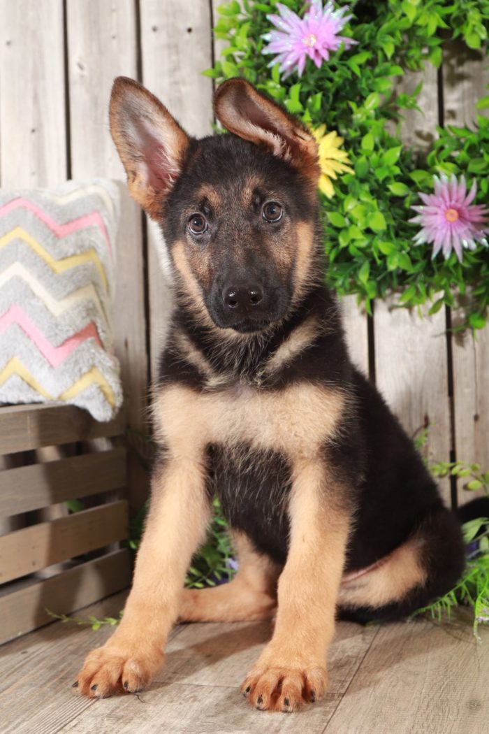 Kole - Coolest AKC German Shepherd - Image 3