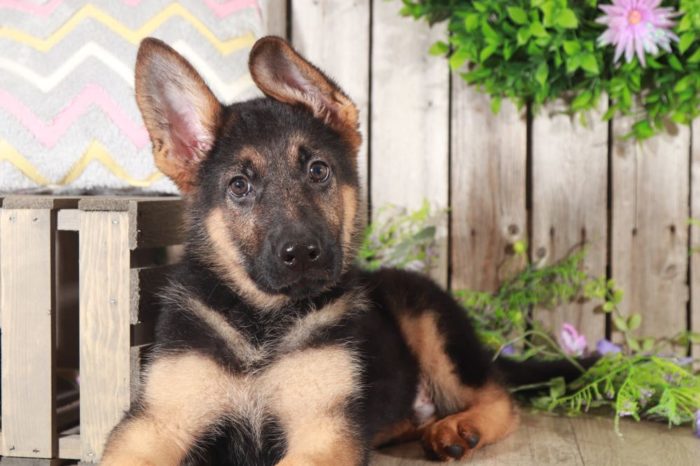 Kole - Coolest AKC German Shepherd