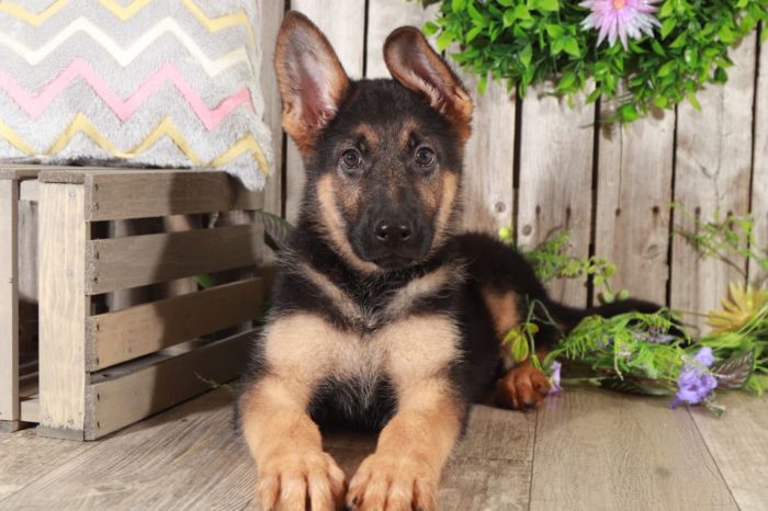 Kole - Coolest AKC German Shepherd - Image 2