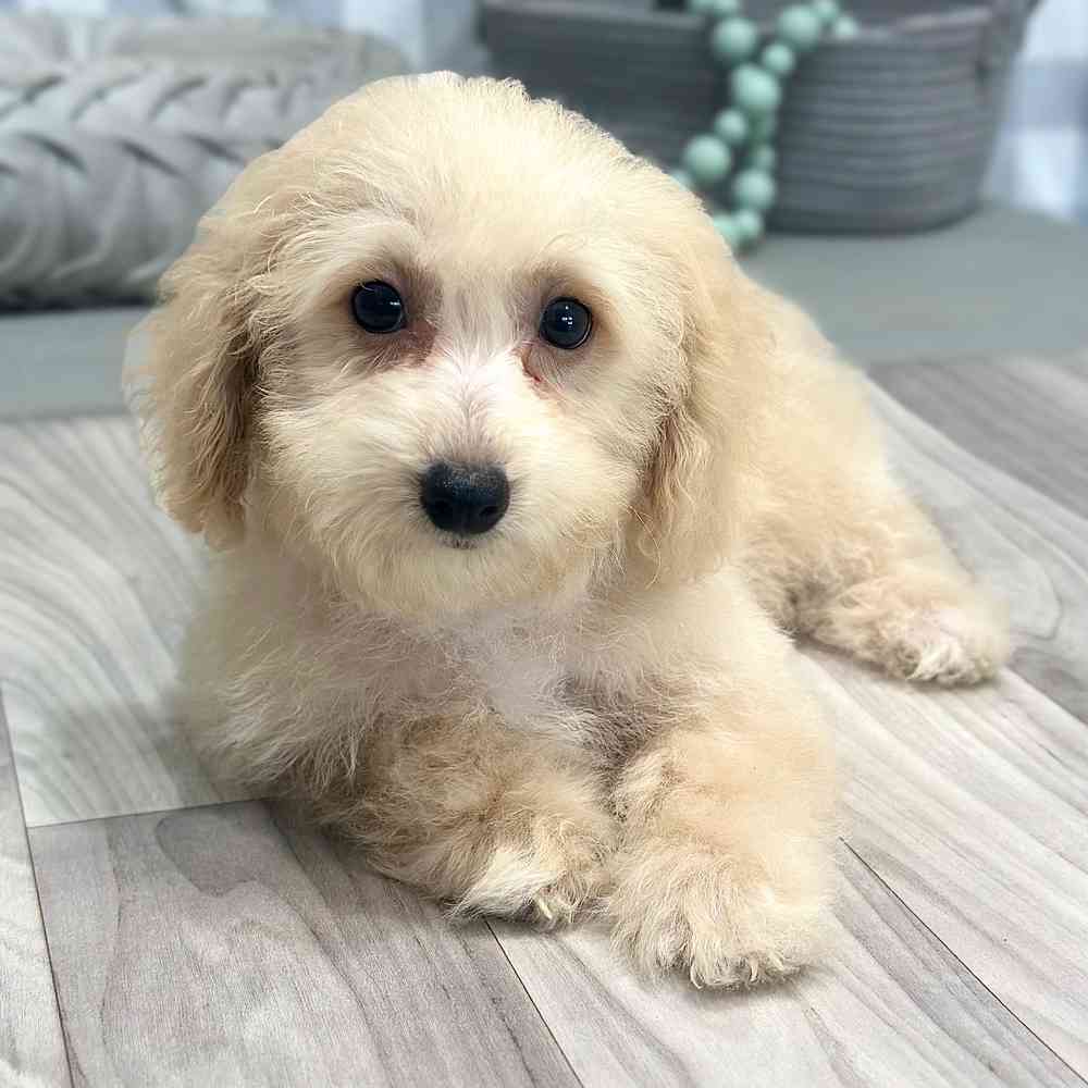 Kristoff - Poochon Puppy for Sale