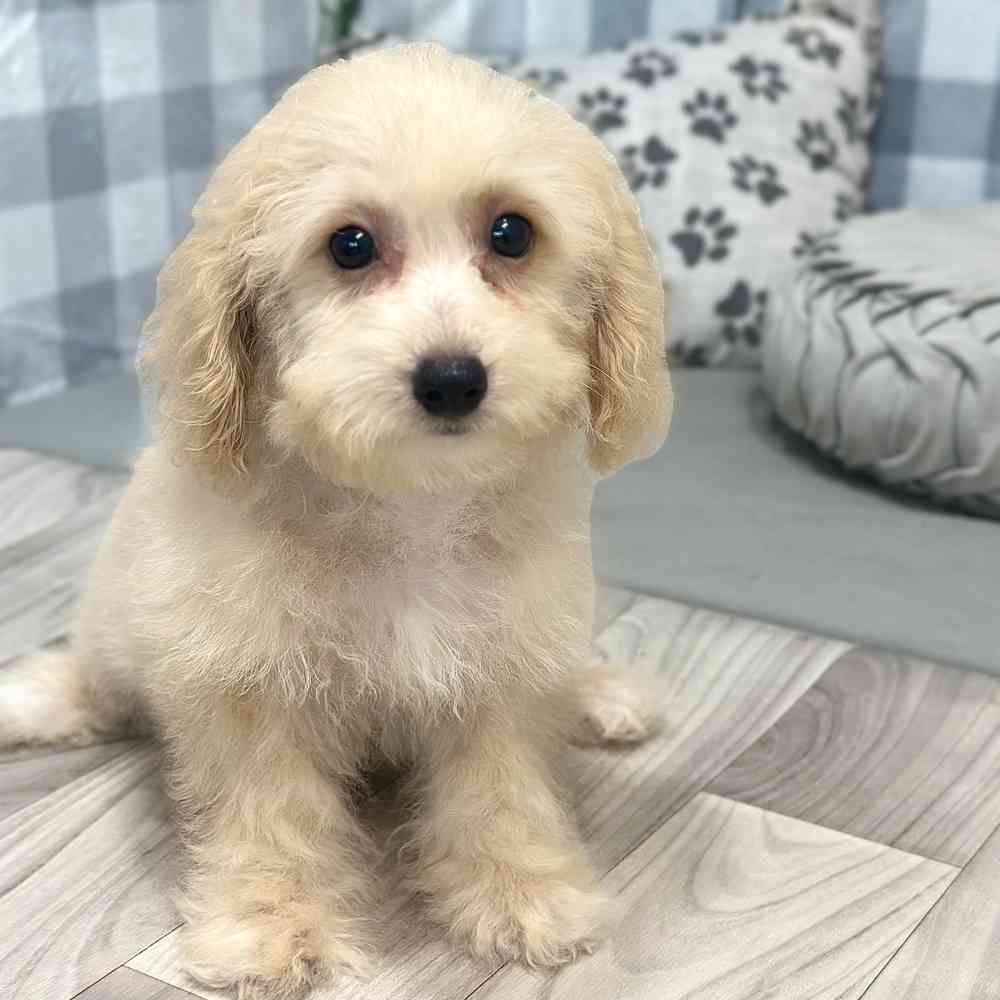 Kristoff - Poochon Puppy for Sale - Image 2