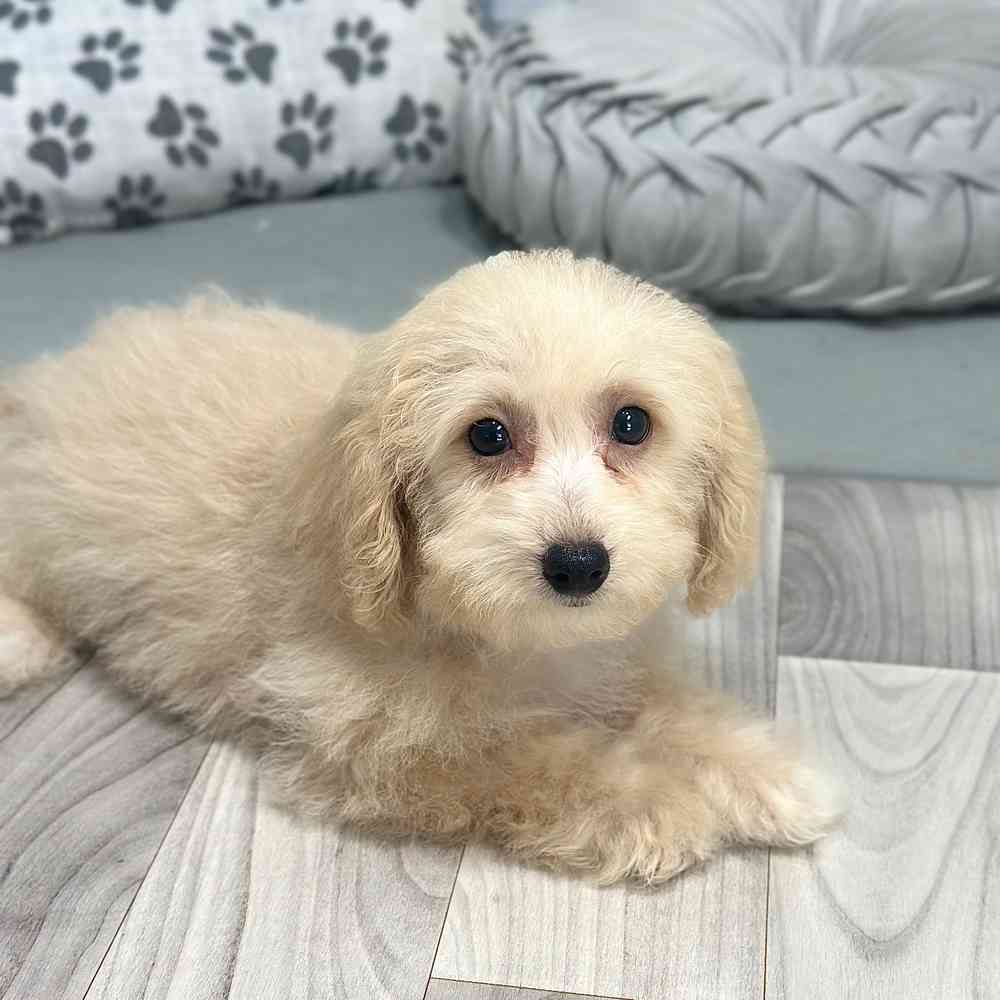 Kristoff - Poochon Puppy for Sale - Image 3