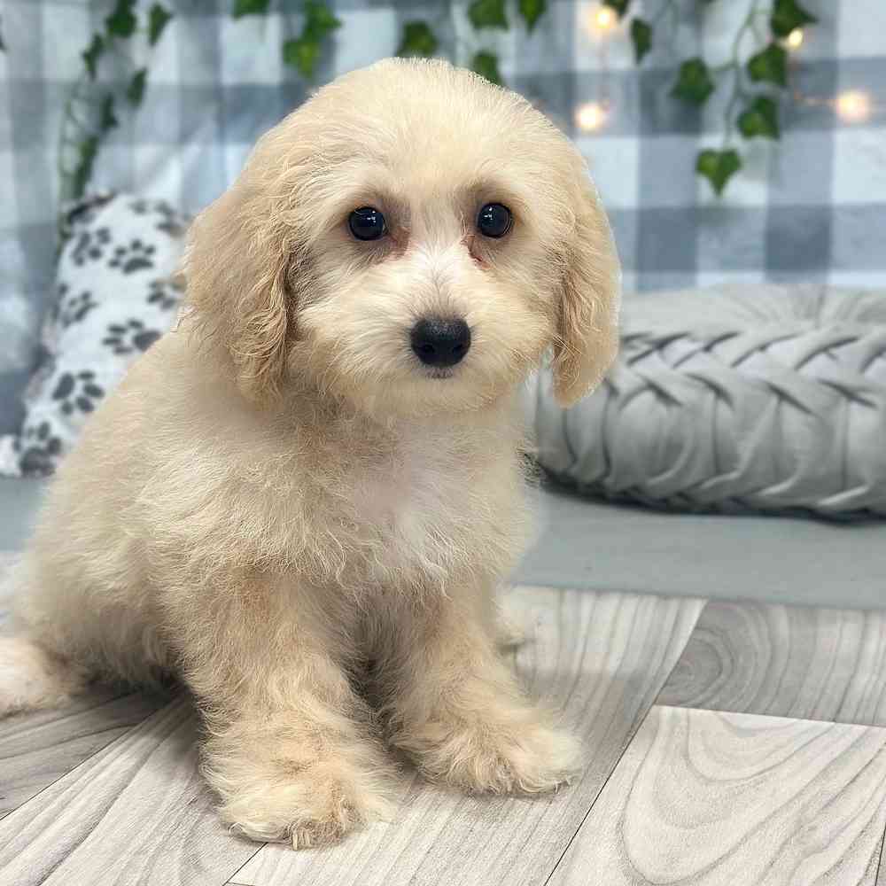 Kristoff - Poochon Puppy for Sale - Image 4