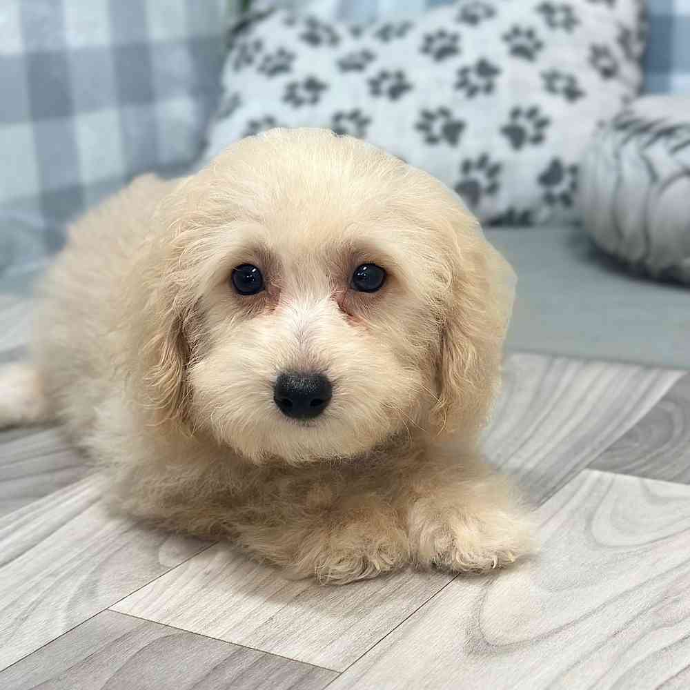 Kristoff - Poochon Puppy for Sale - Image 5