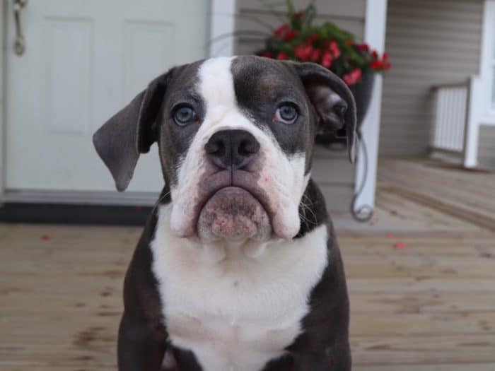 Kyle - Charming Olde English Bulldog - Image 2