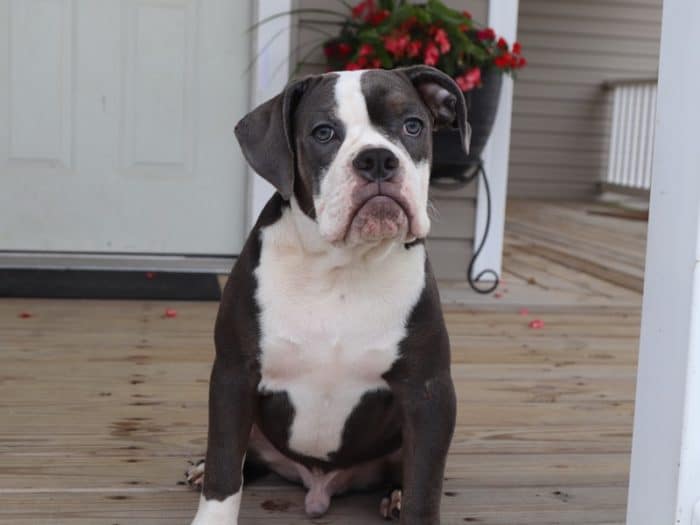 Kyle - Charming Olde English Bulldog - Image 3