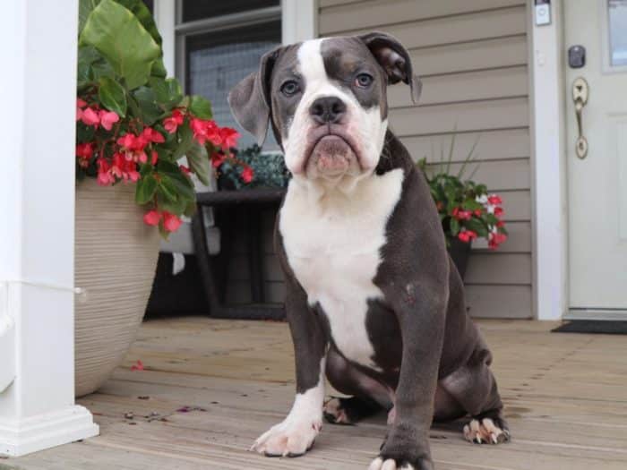 Kyle - Charming Olde English Bulldog