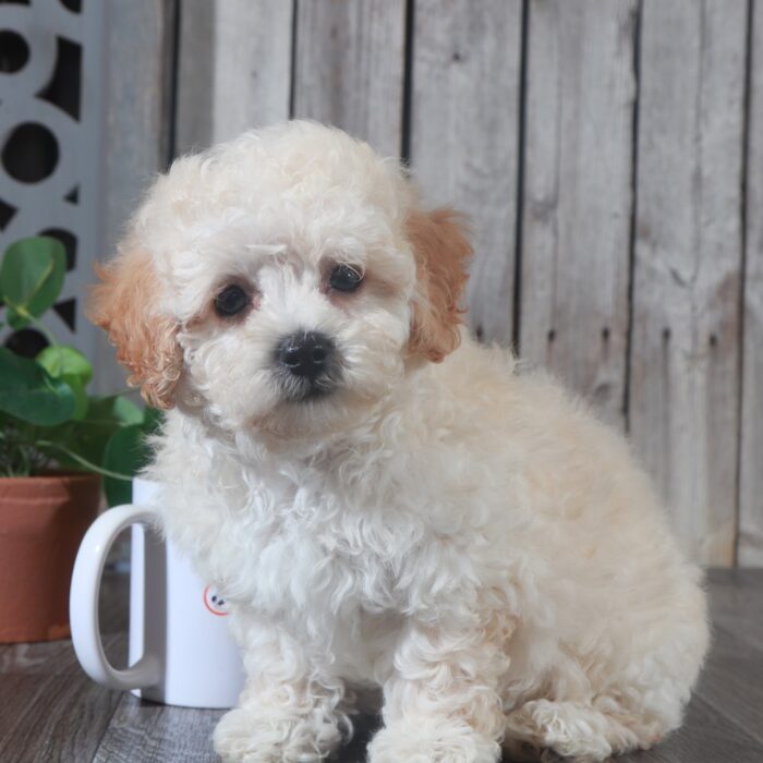 Lacey - Sweet female Poochon Puppy - Image 2