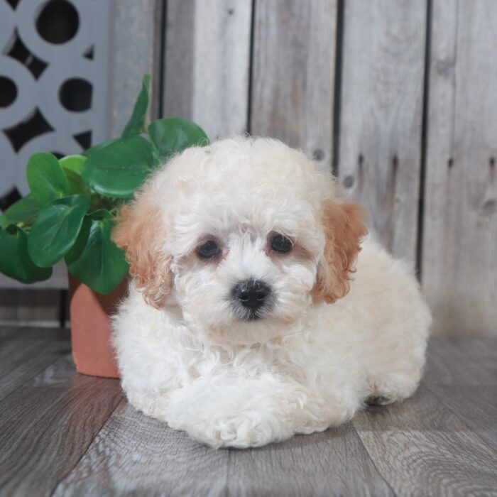 Lacey - Sweet female Poochon Puppy - Image 3