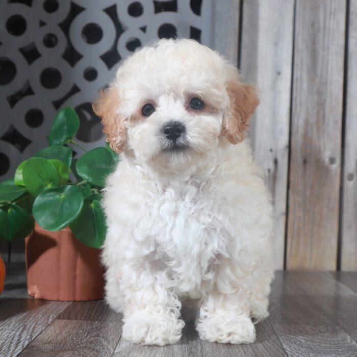 Lacey - Sweet female Poochon Puppy - Image 4