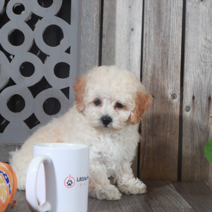 Lacey - Sweet female Poochon Puppy - Image 5