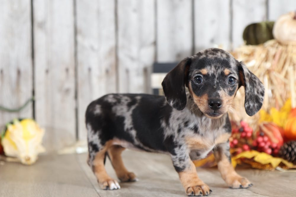 Lacy Gorgeous Mini Silver Dapple Dachshund Puppies Online