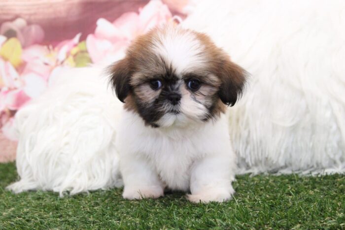 Lady - Beautiful Female Shih-Tzu Puppy - Image 2