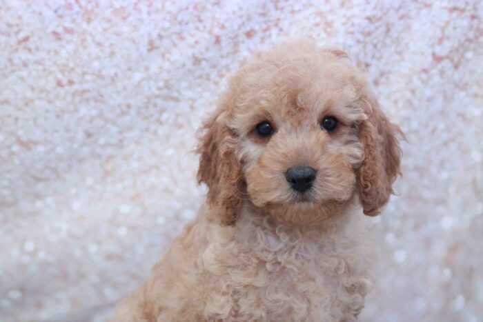 Lady- Gentle Female Cavapoo Puppy - Image 3