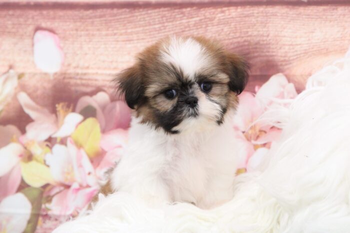 Lady - Beautiful Female Shih-Tzu Puppy