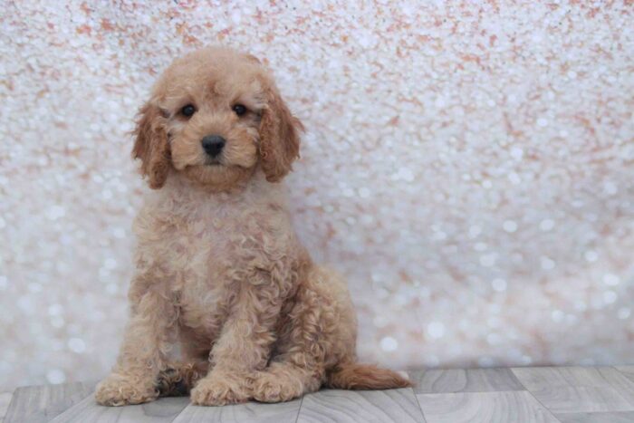 Lady- Gentle Female Cavapoo Puppy