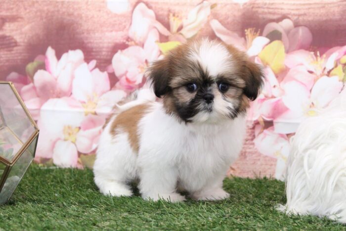 Lady - Beautiful Female Shih-Tzu Puppy - Image 4