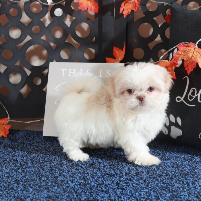 Lainey-Gorgeous ACA Shih-Tzu Puppy - Image 3