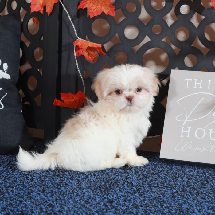 Lainey-Gorgeous ACA Shih-Tzu Puppy - Image 4
