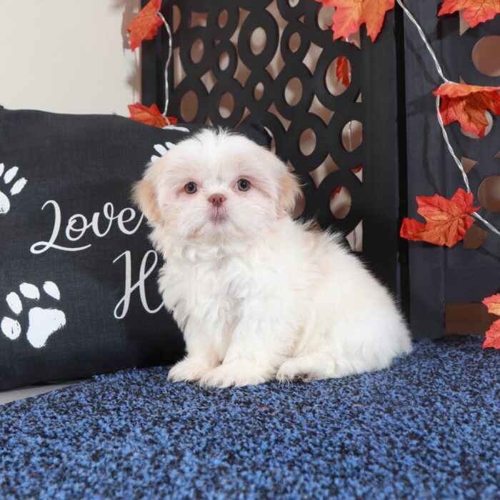 Lainey-Gorgeous ACA Shih-Tzu Puppy