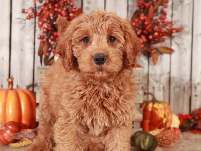 Laken - Loving Mini Goldendoodle - Image 4