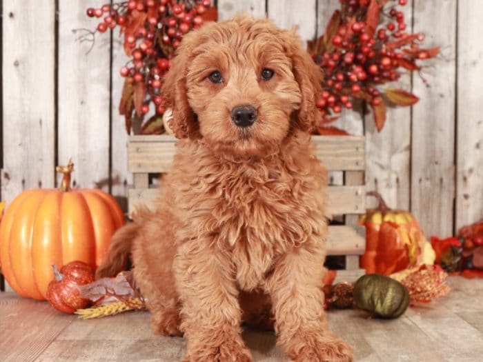 Laken - Loving Mini Goldendoodle