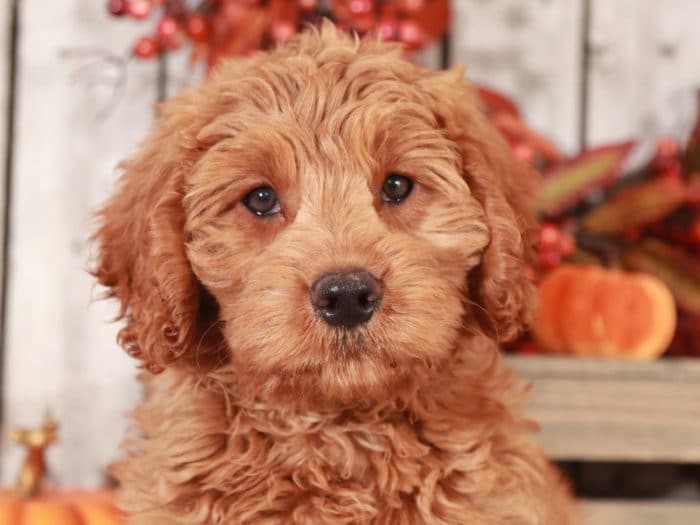 Laken - Loving Mini Goldendoodle - Image 2