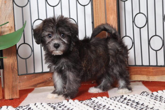 Lamar - Awesome Little Male Yochon Puppy
