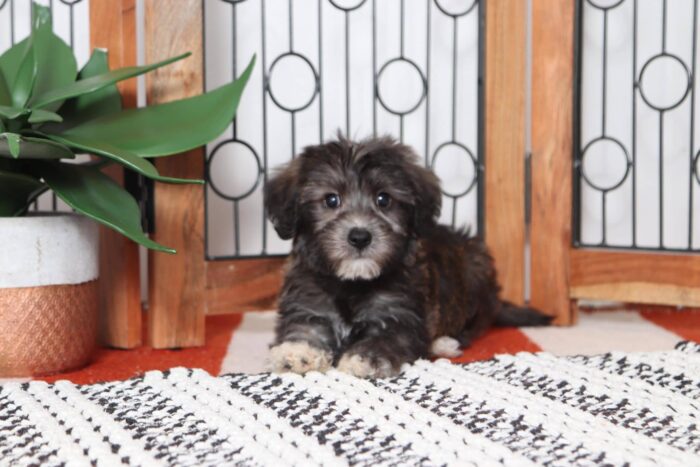 Lamar - Awesome Little Male Yochon Puppy - Image 2