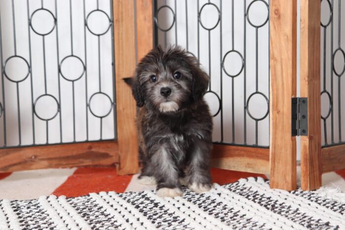 Lamar - Awesome Little Male Yochon Puppy - Image 3