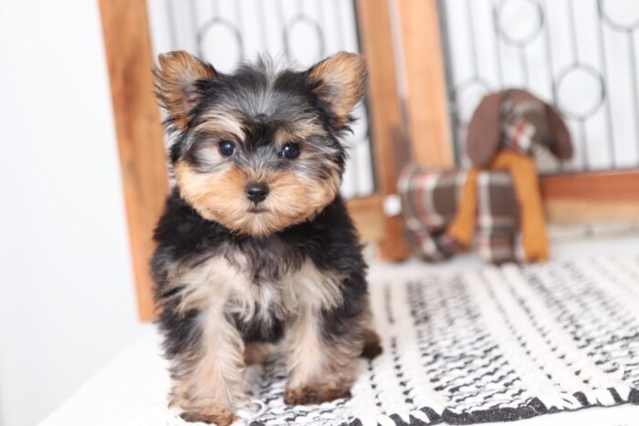Lance - Awesome Male ACA Yorkie Puppy