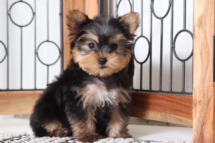 Lance - Awesome Male ACA Yorkie Puppy - Image 2