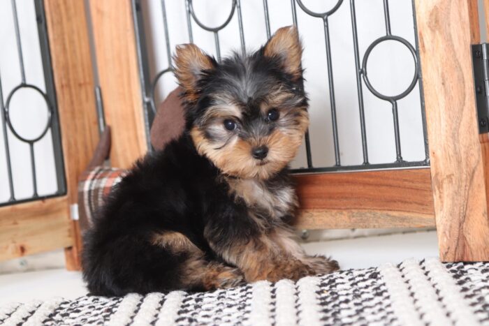 Lance - Awesome Male ACA Yorkie Puppy - Image 3