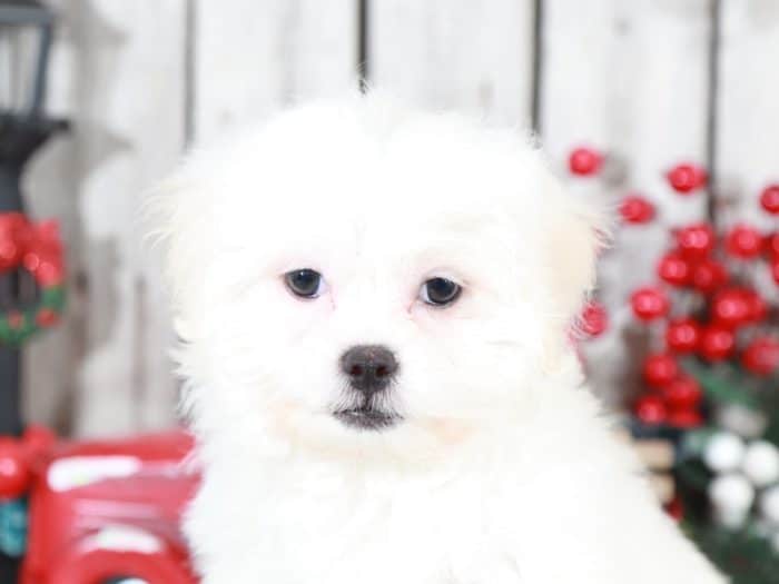 Latte- Precious Teddy Bear - Image 4