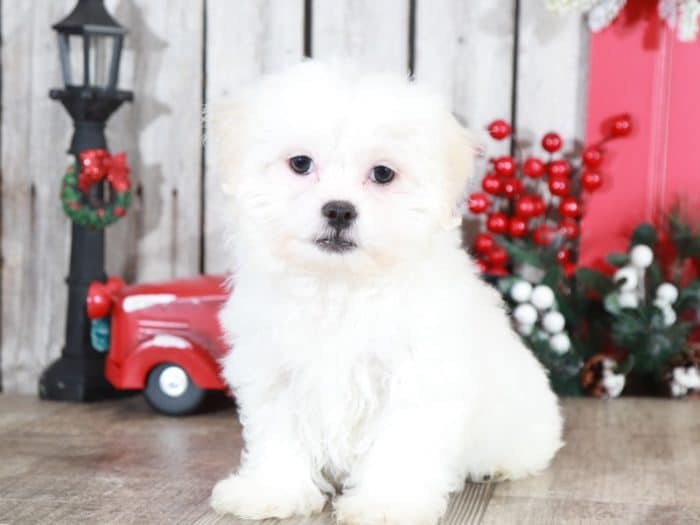 Latte- Precious Teddy Bear