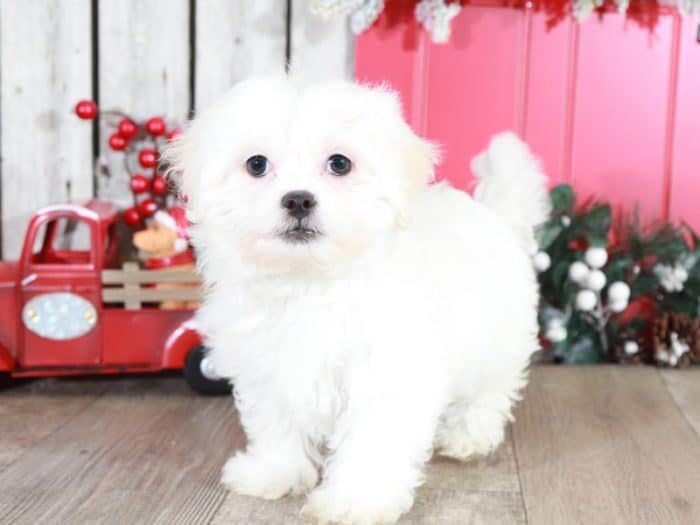 Latte- Precious Teddy Bear - Image 3