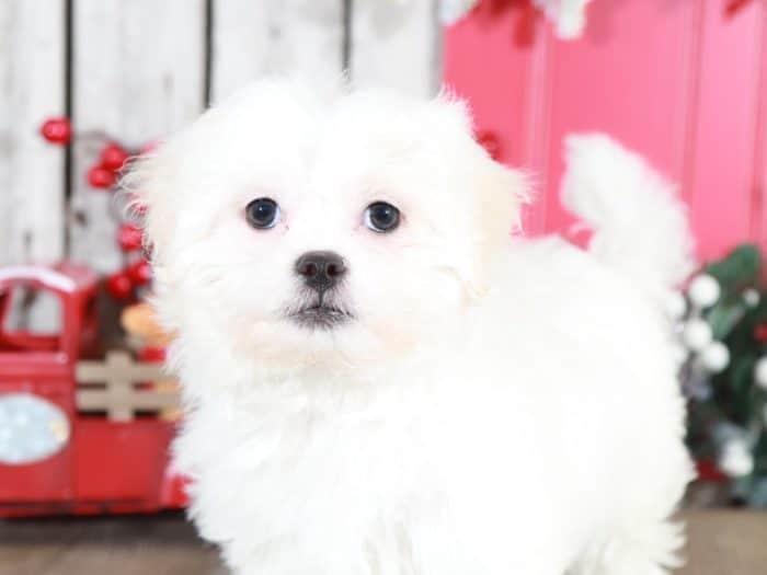 Latte- Precious Teddy Bear - Image 2