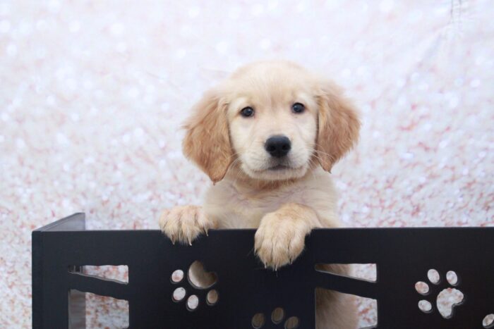 Leaf- Lovable AKC Golden Retriever Puppy