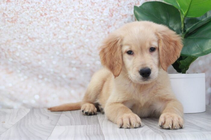 Leaf- Lovable AKC Golden Retriever Puppy - Image 3