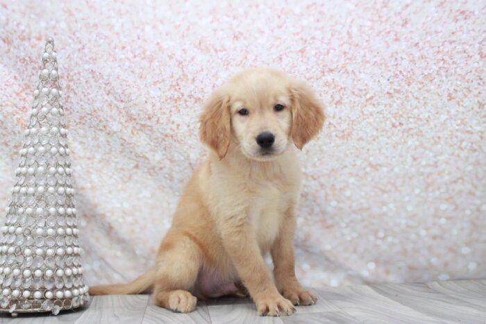 Leaf- Lovable AKC Golden Retriever Puppy - Image 2