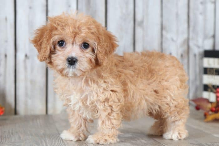 Leela - Sweetheart Red & White CavaPoo