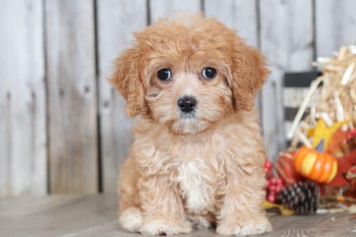 Leela - Sweetheart Red & White CavaPoo - Image 2