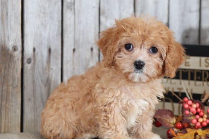 Leela - Sweetheart Red & White CavaPoo - Image 3