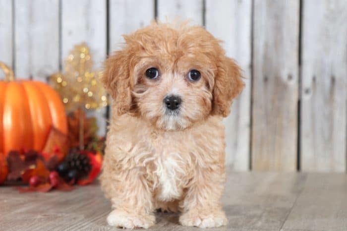 Leela - Sweetheart Red & White CavaPoo - Image 4
