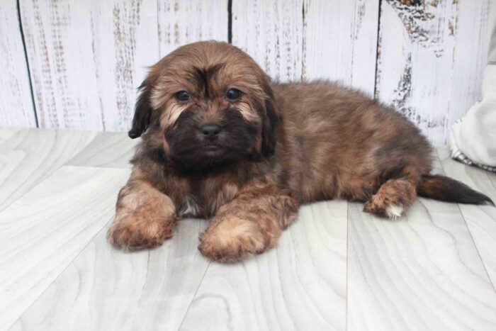 Lelia- Outgoing Sable Female Shih-Poo Puppy - Image 2