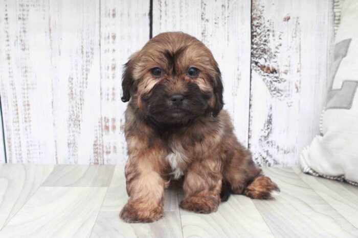 Lelia- Outgoing Sable Female Shih-Poo Puppy