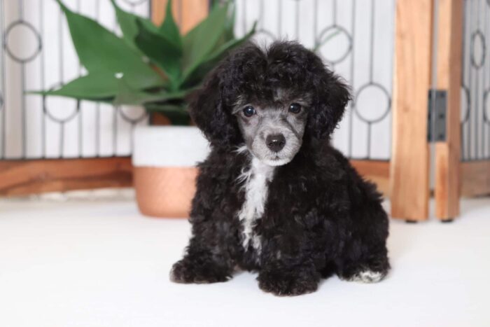Lennon - Playful ACA Male Toy Poodle Puppy